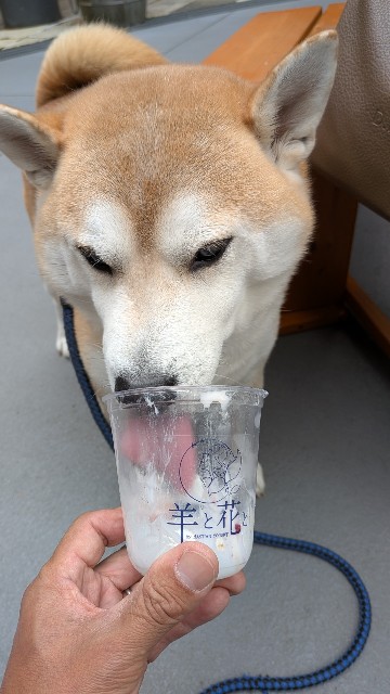 f:id:chikuwanwan1106:20251113190229j:image