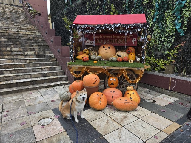 f:id:chikuwanwan1106:20251113190636j:image