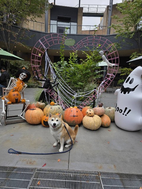 f:id:chikuwanwan1106:20251113190701j:image