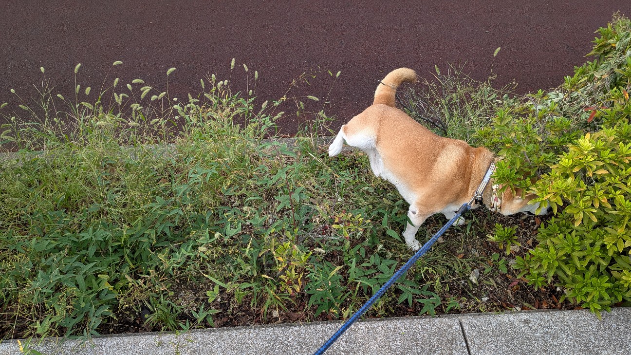 f:id:chikuwanwan1106:20251120075510j:image