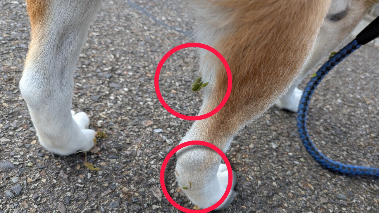 f:id:chikuwanwan1106:20251120185059j:image