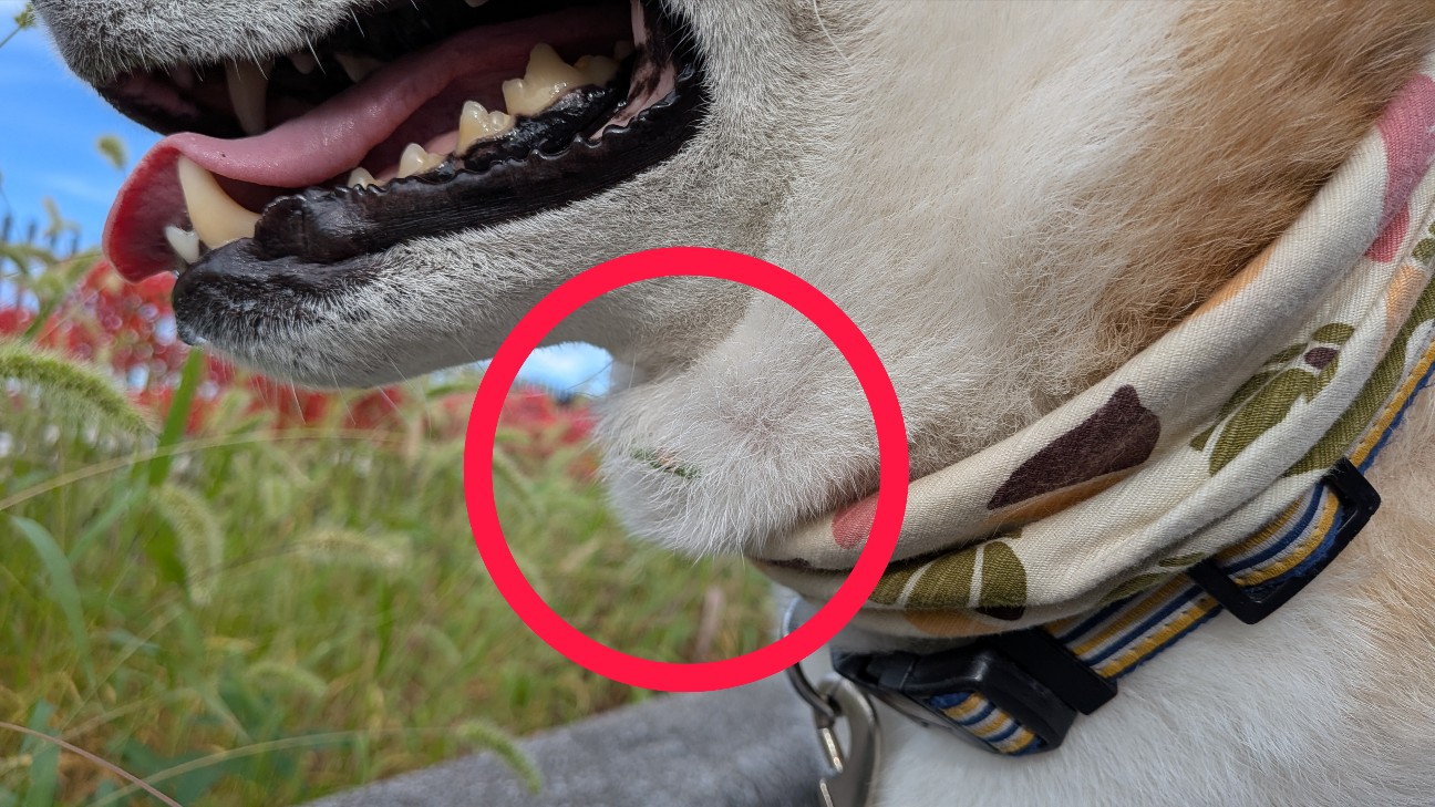 f:id:chikuwanwan1106:20251120185106j:image