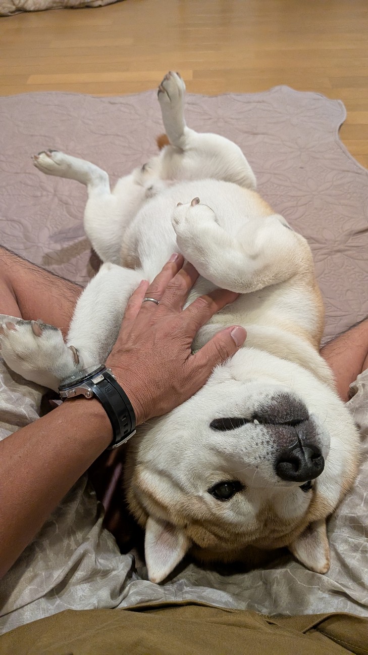 f:id:chikuwanwan1106:20251121100856j:image