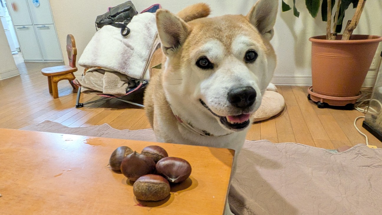 f:id:chikuwanwan1106:20251122070038j:image