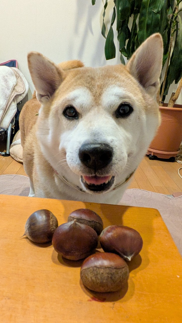 f:id:chikuwanwan1106:20251122070150j:image