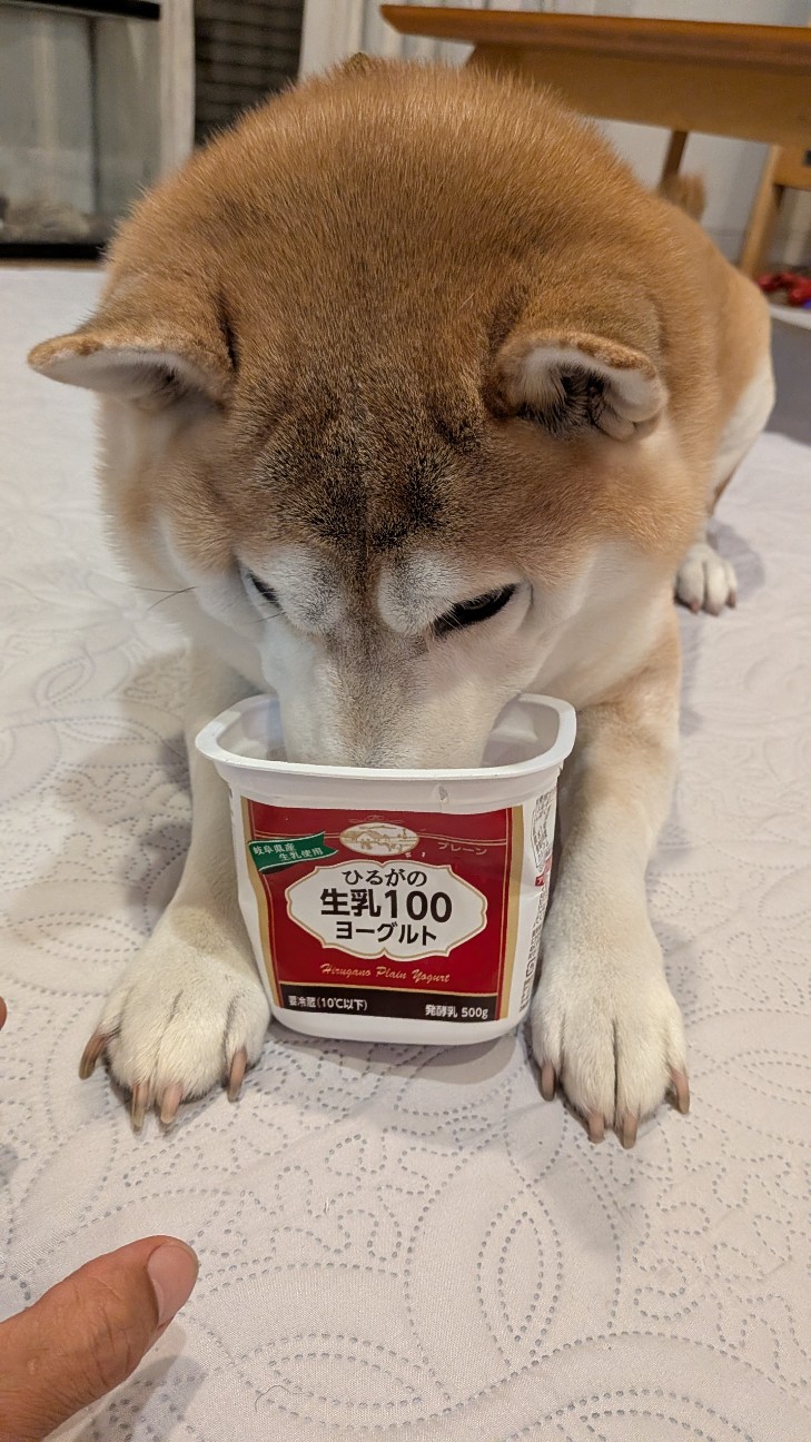 f:id:chikuwanwan1106:20251122070632j:image