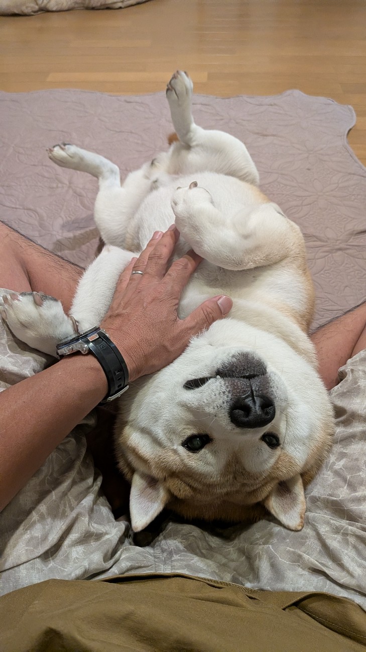 f:id:chikuwanwan1106:20251122165232j:image