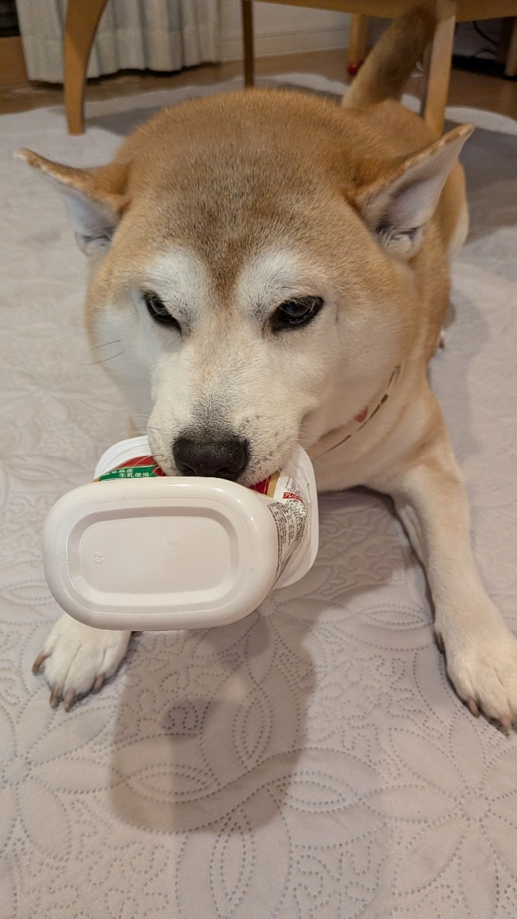 f:id:chikuwanwan1106:20251122170228j:image