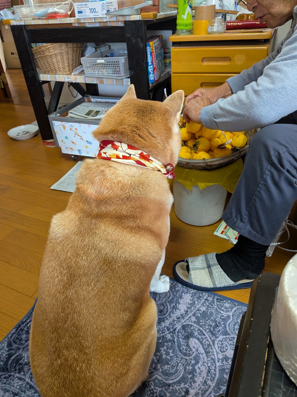 f:id:chikuwanwan1106:20251202100446j:image