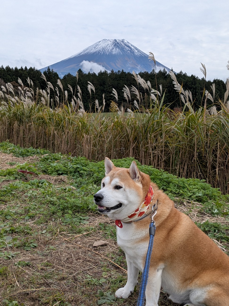 f:id:chikuwanwan1106:20251206084131j:image
