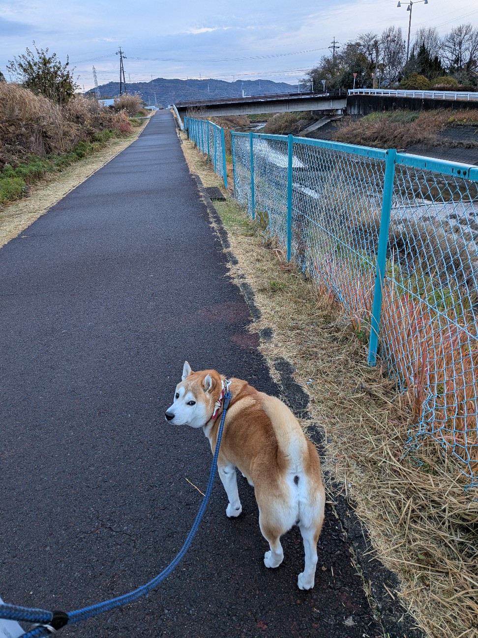 f:id:chikuwanwan1106:20260123074751j:image