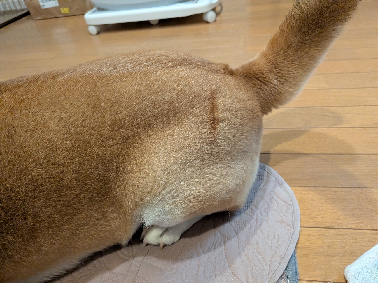 f:id:chikuwanwan1106:20260123151016j:image