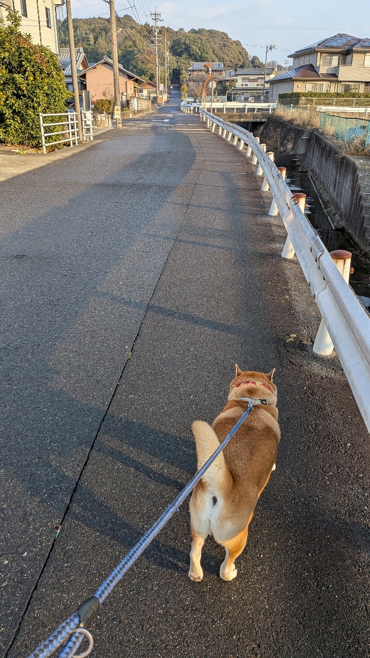 f:id:chikuwanwan1106:20260128074527j:image