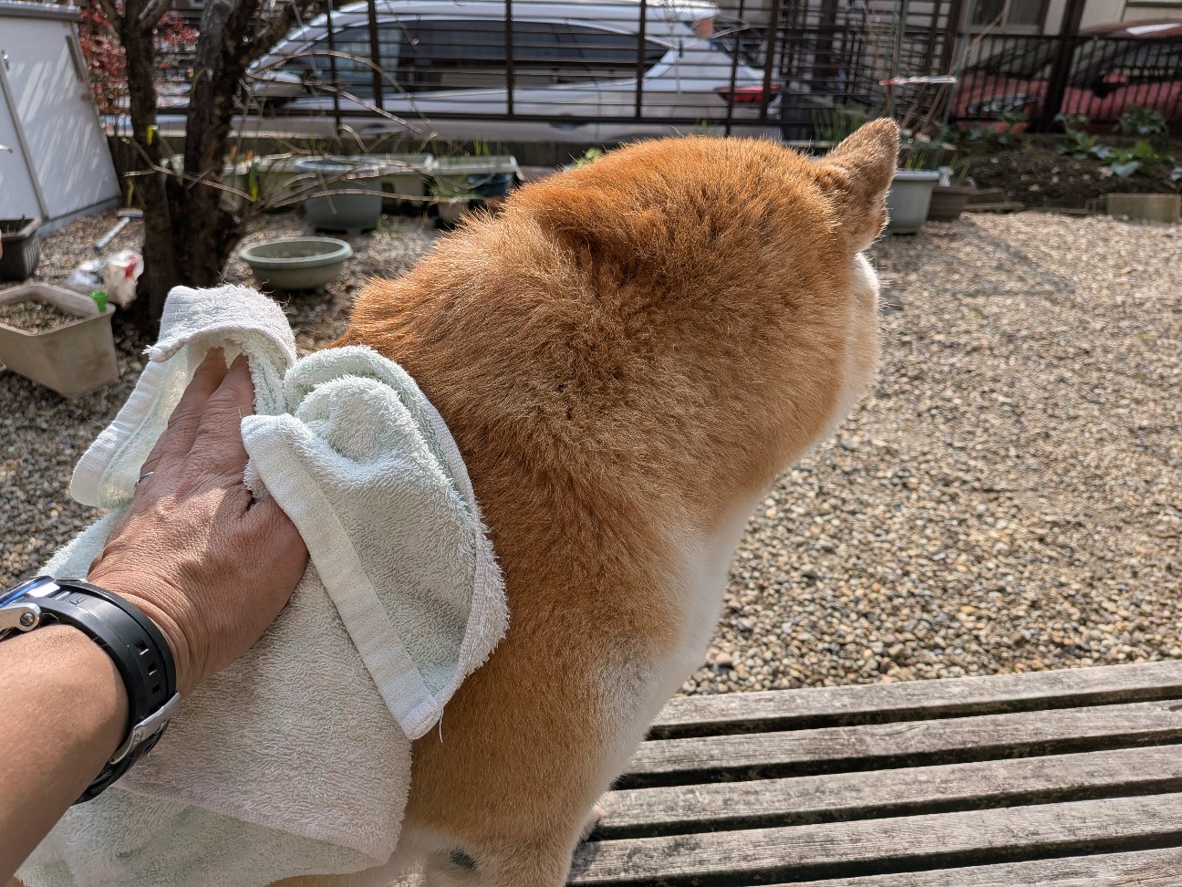 f:id:chikuwanwan1106:20260128075432j:image