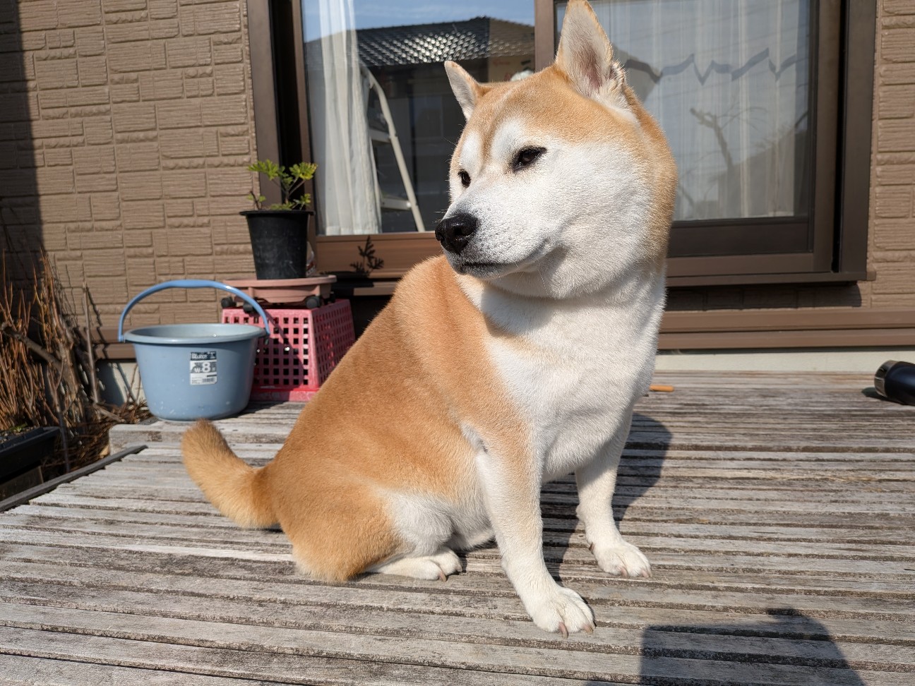 f:id:chikuwanwan1106:20260128100356j:image