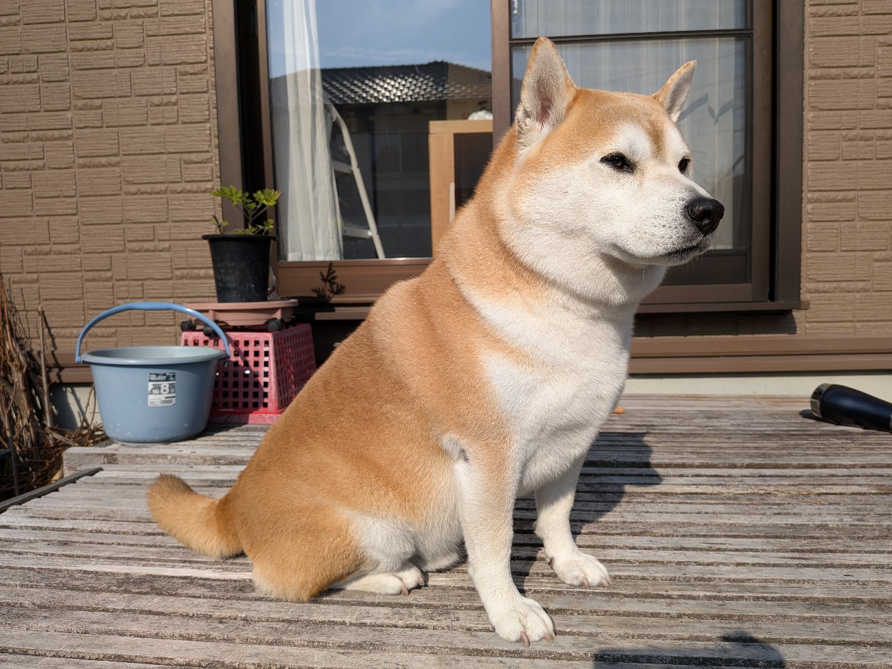 f:id:chikuwanwan1106:20260128100622j:image