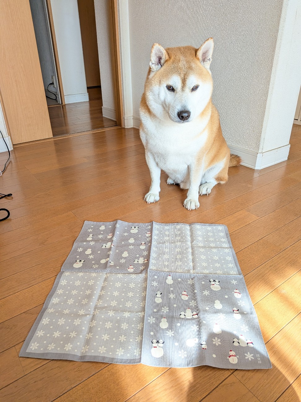 f:id:chikuwanwan1106:20260128100746j:image