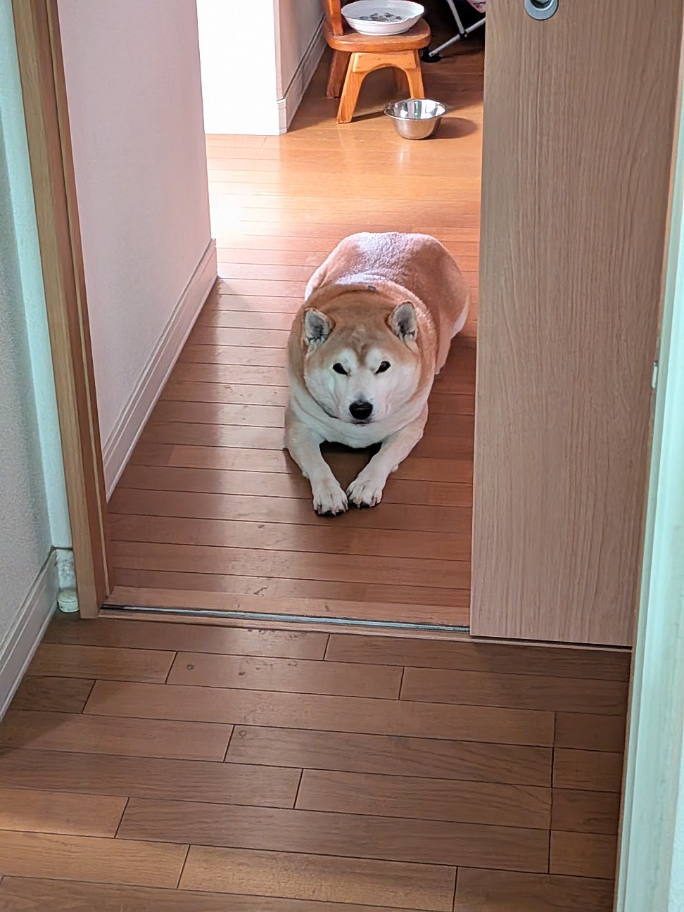 f:id:chikuwanwan1106:20260223150912j:image f:id:chikuwanwan1106:20260223150912j:image