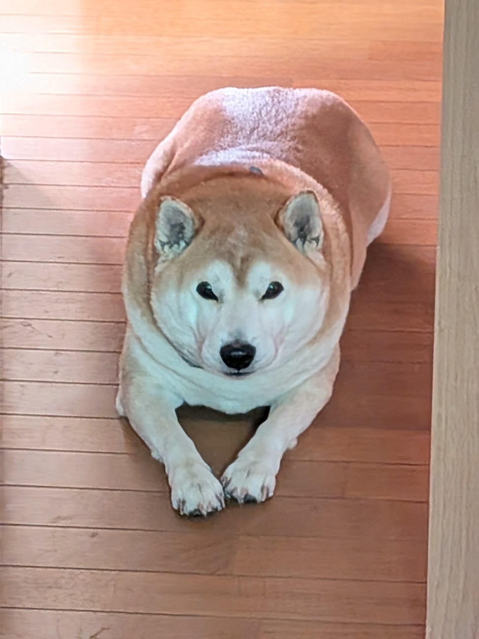 f:id:chikuwanwan1106:20260223150913j:image f:id:chikuwanwan1106:20260223150913j:image