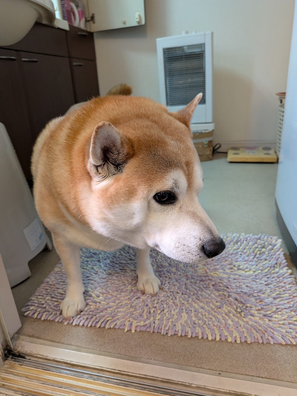 f:id:chikuwanwan1106:20260224075149j:image f:id:chikuwanwan1106:20260224075149j:image