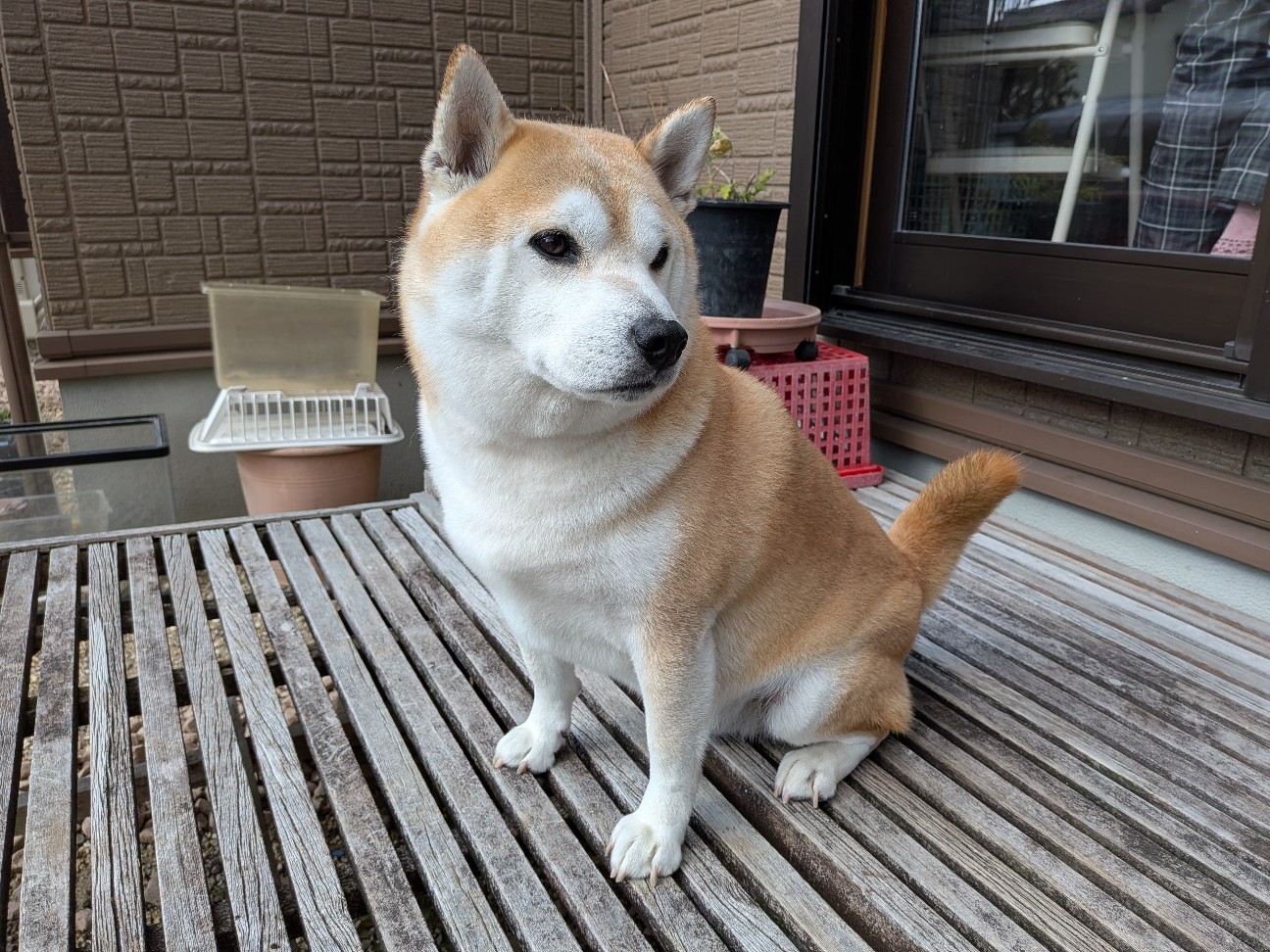 f:id:chikuwanwan1106:20260224100634j:image f:id:chikuwanwan1106:20260224100634j:image