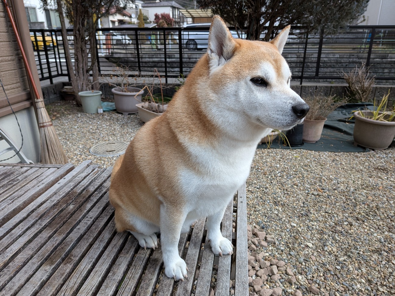 f:id:chikuwanwan1106:20260224100637j:image f:id:chikuwanwan1106:20260224100637j:image