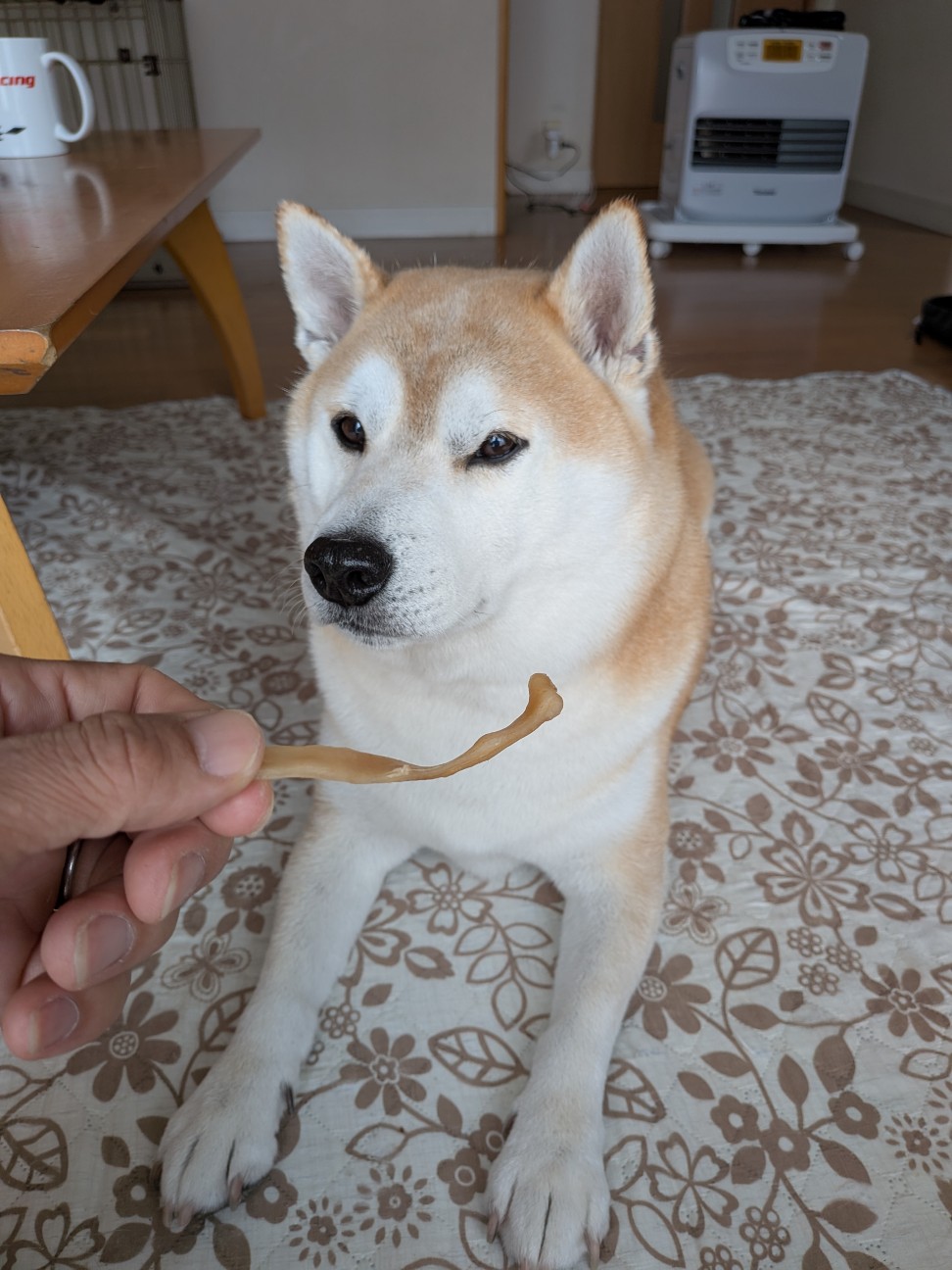 f:id:chikuwanwan1106:20260224100810j:image f:id:chikuwanwan1106:20260224100810j:image