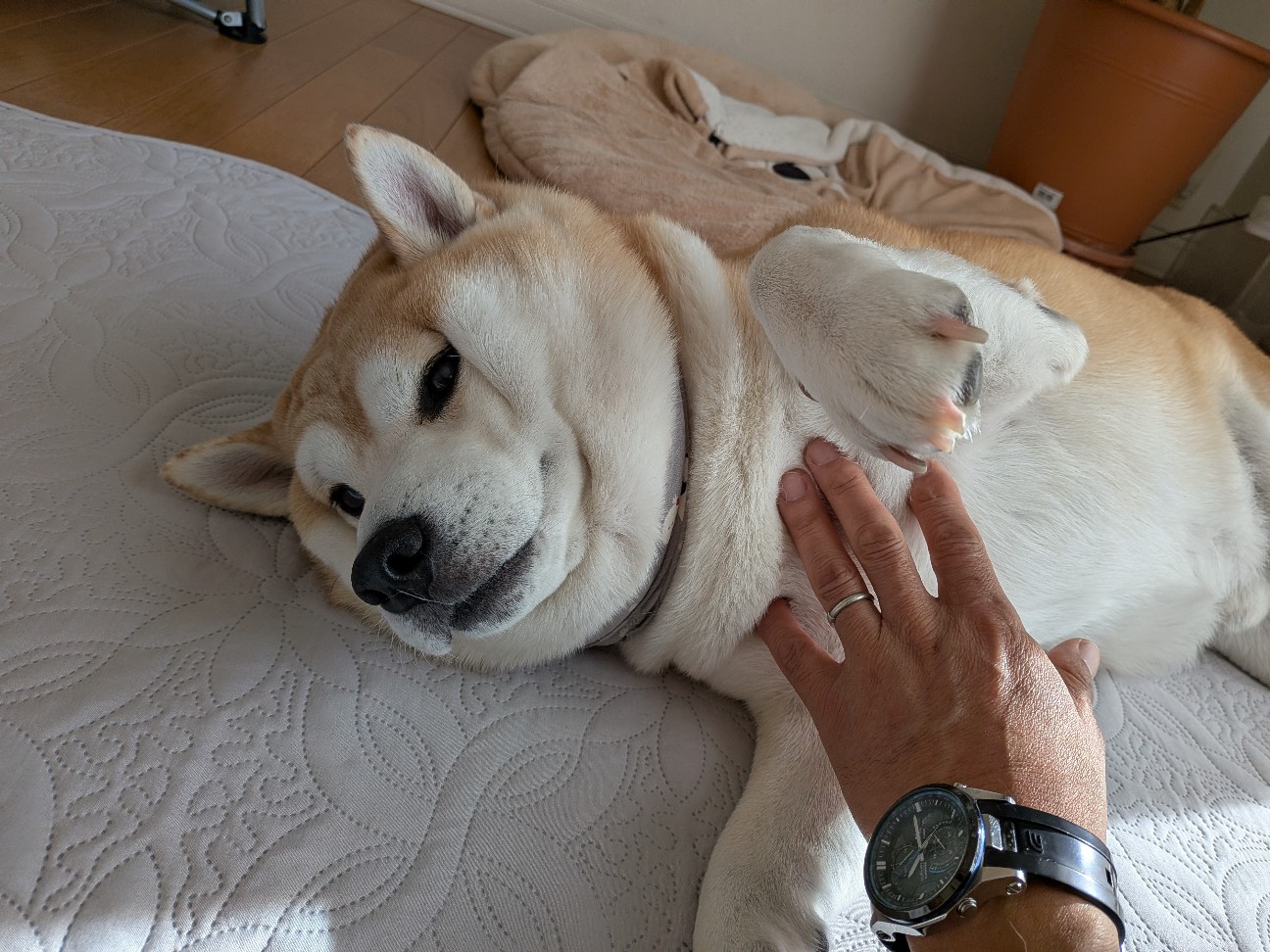 f:id:chikuwanwan1106:20260224101008j:image f:id:chikuwanwan1106:20260224101008j:image