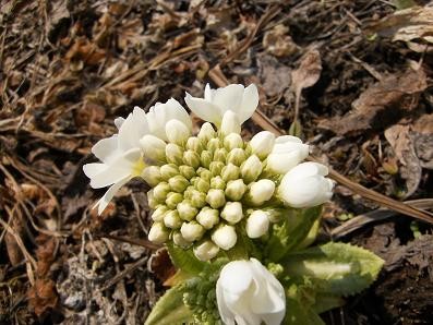20110422083824