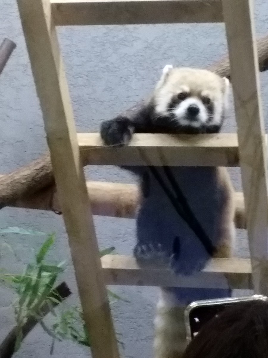梯子をのぼるレッサーパンダ。正面を向いてくれました。