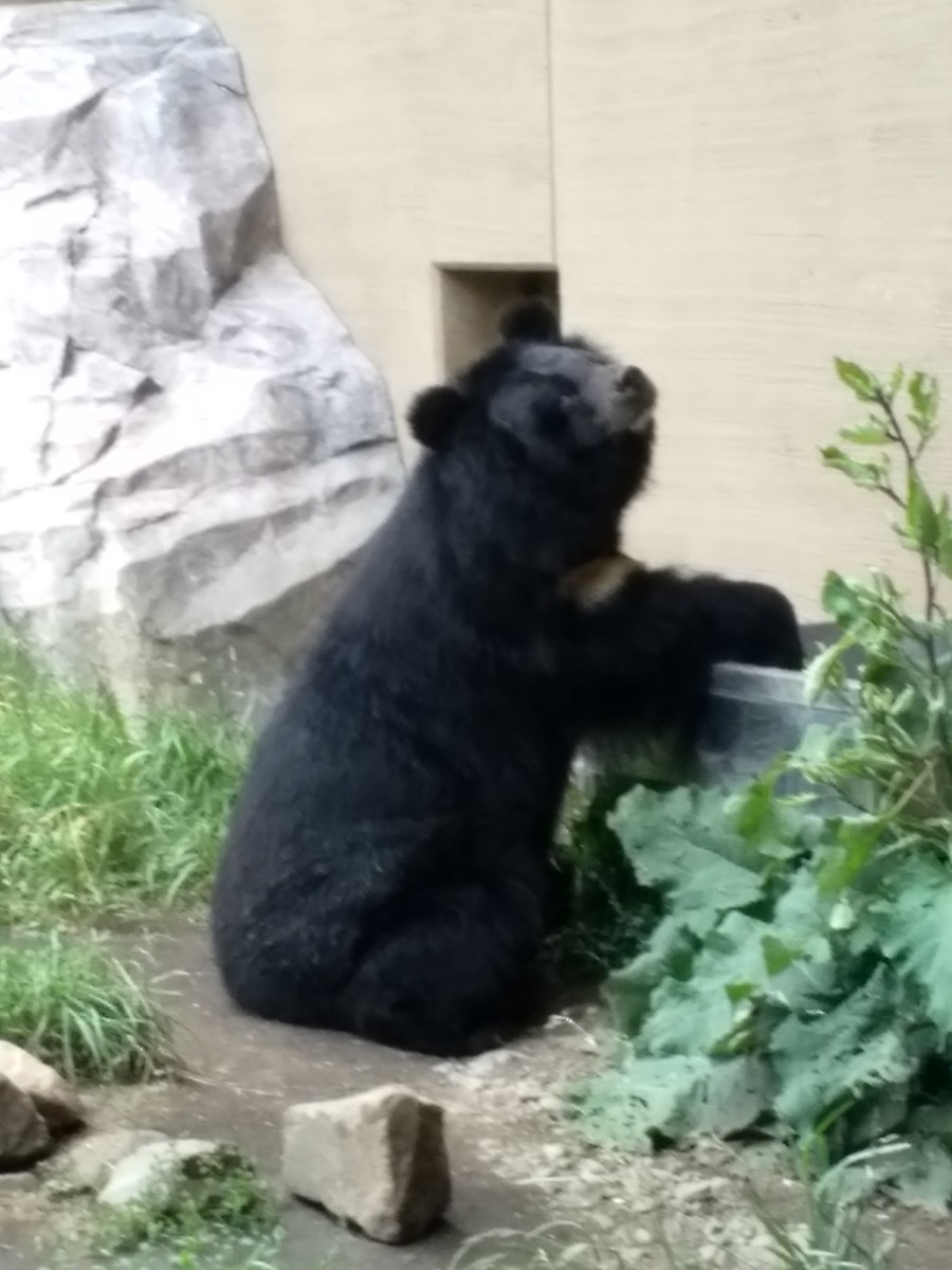 ヒマラヤグマ。黙って座っていました。