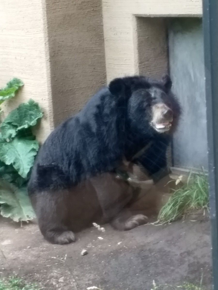 ヒマラヤグマがこちらを向きました。毛足が長くてふさふさです。