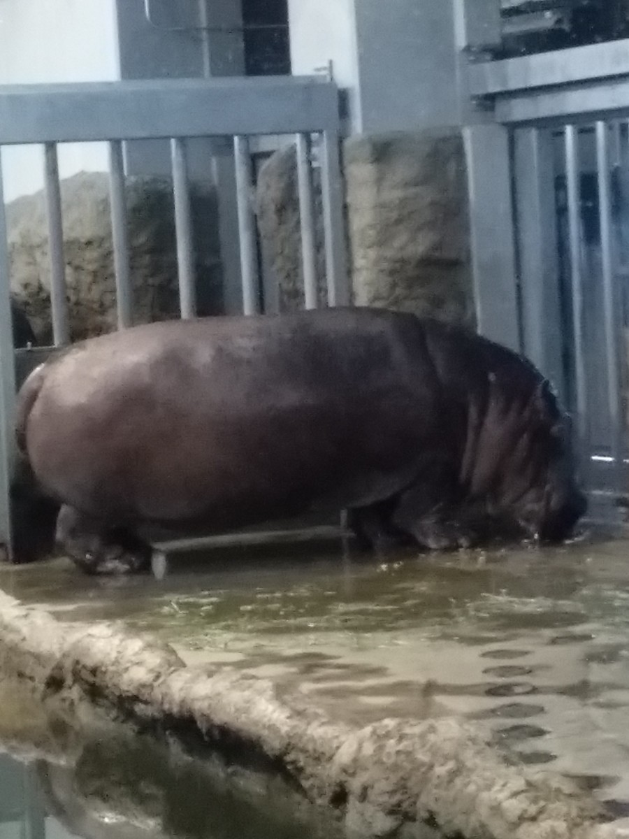 陸に上がっているカバ。全身をおさめて撮った。