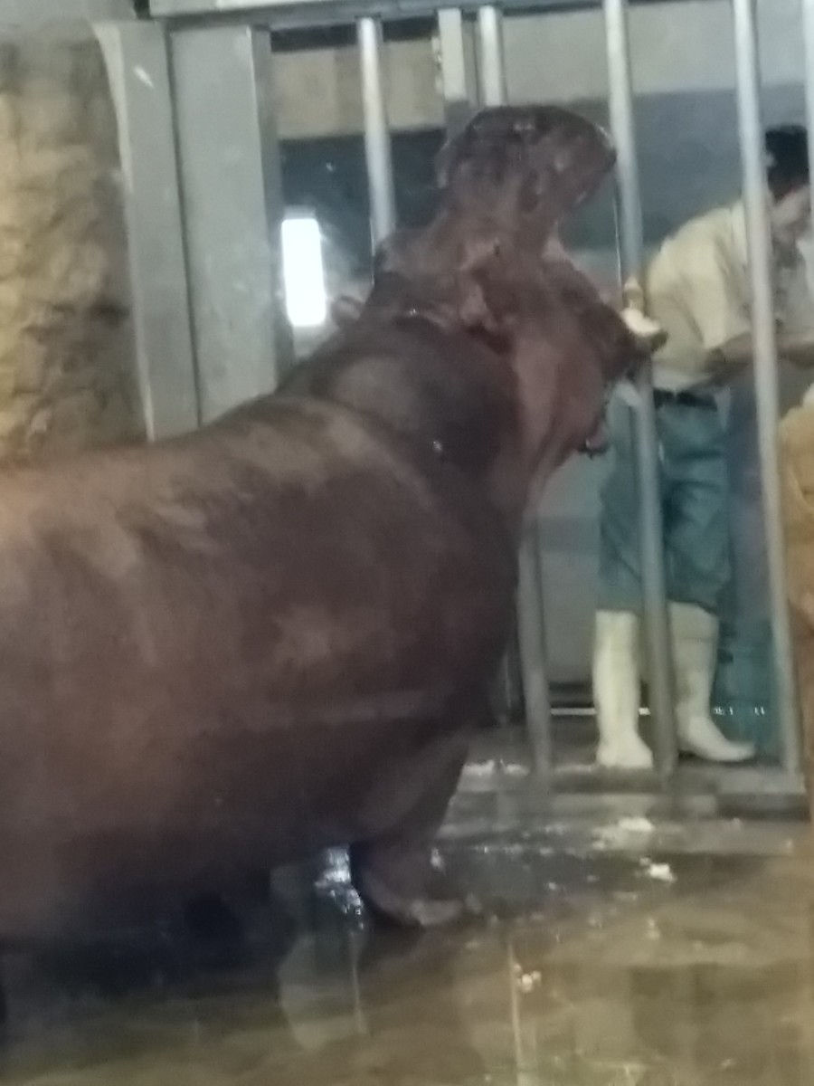 大きく口を開けてカバが食べています