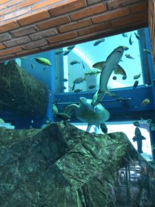 PIER1水槽の中