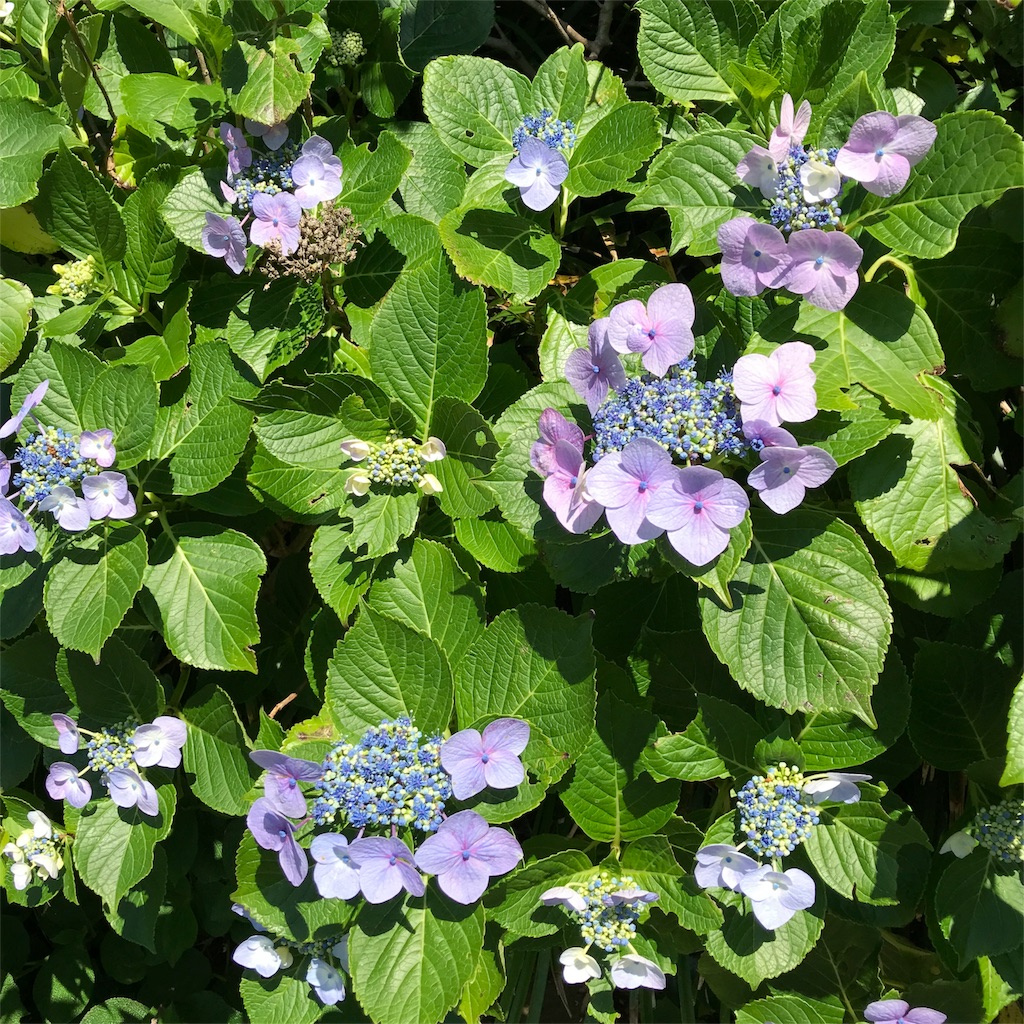 f:id:chilogic:20180603184519j:image f:id:chilogic:20180603184519j:image