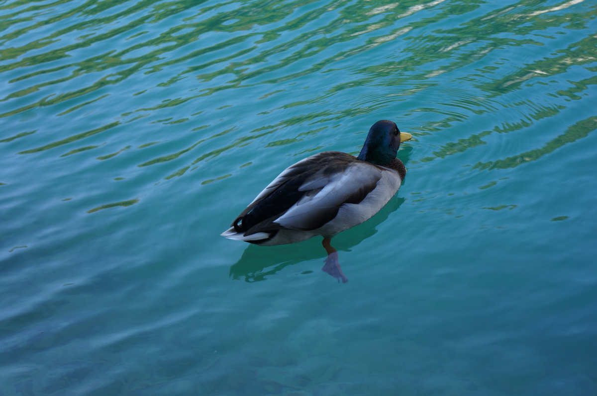 f:id:chim_blue:20191104022317j:plain f:id:chim_blue:20191104022317j:plain