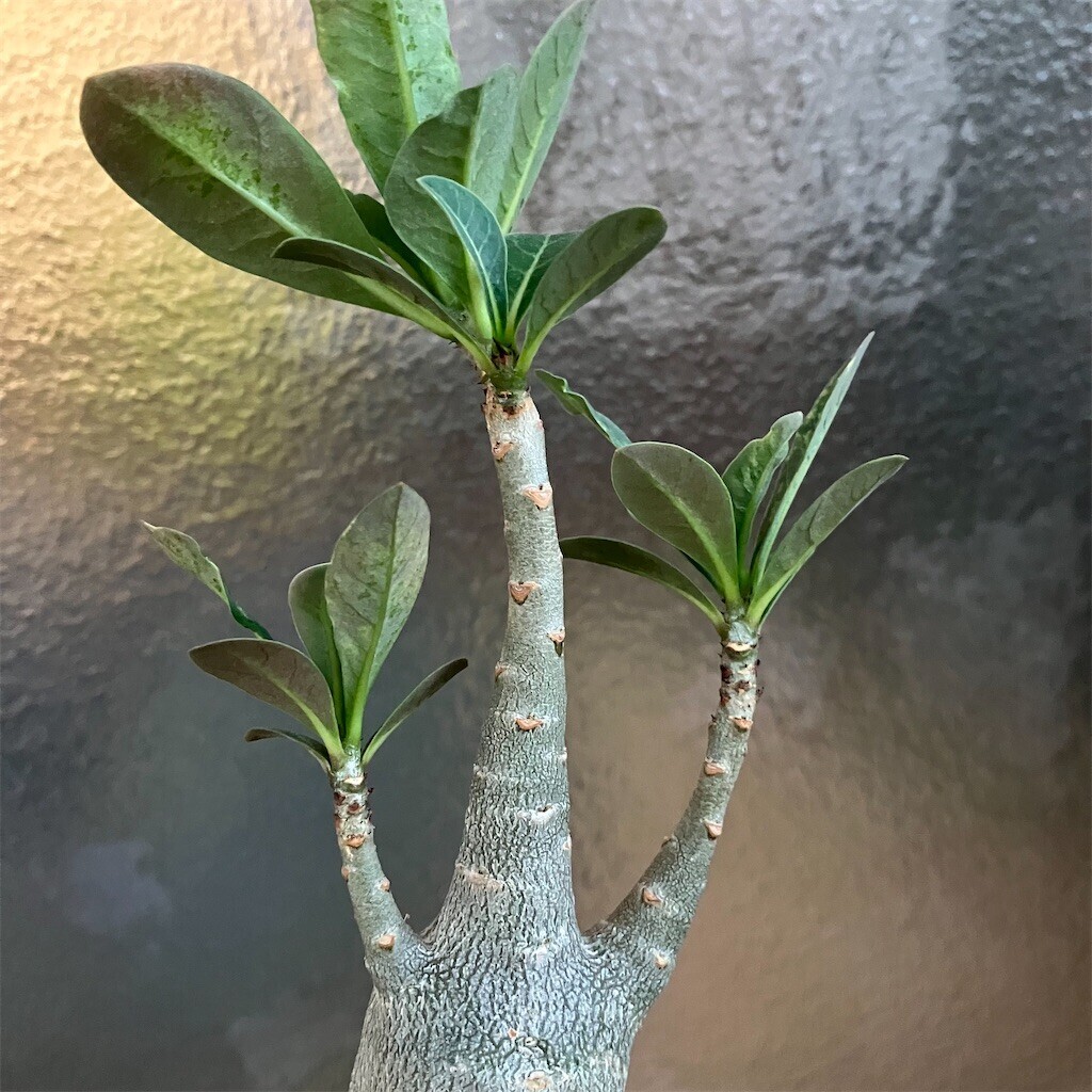 f:id:chima93:20240820180818j:image