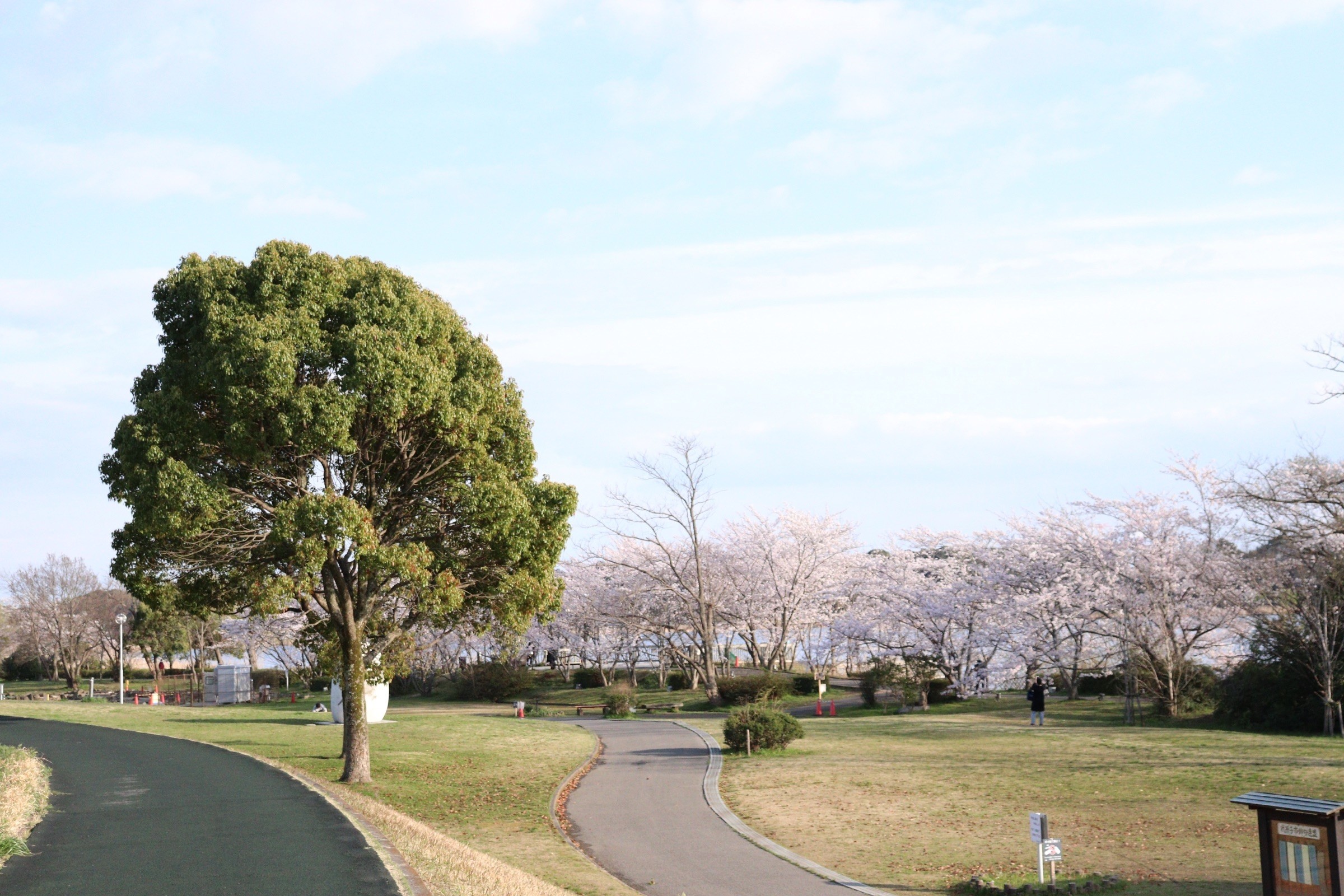 ソメイヨシノ　風景