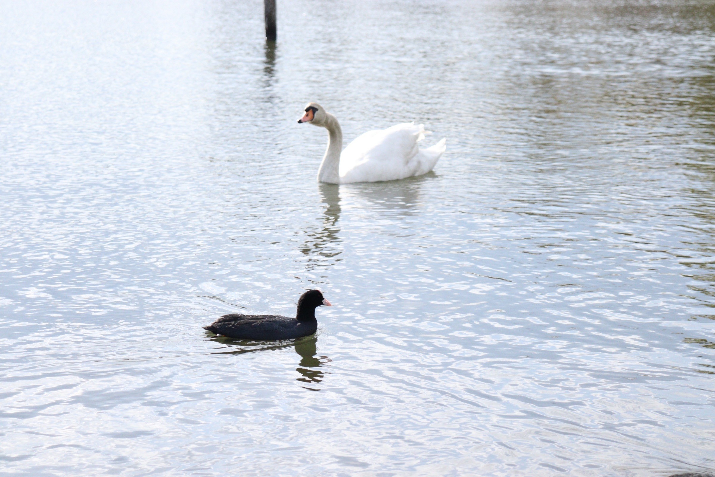 白鳥とオオバン