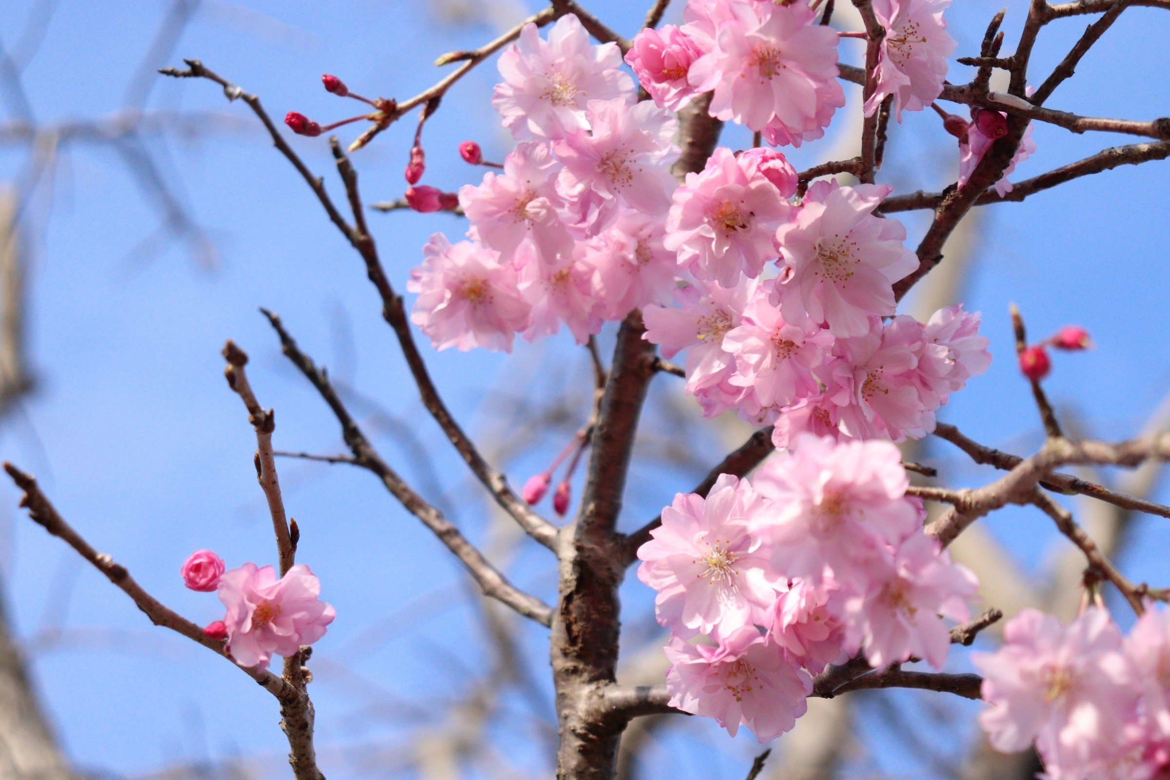 八重桜