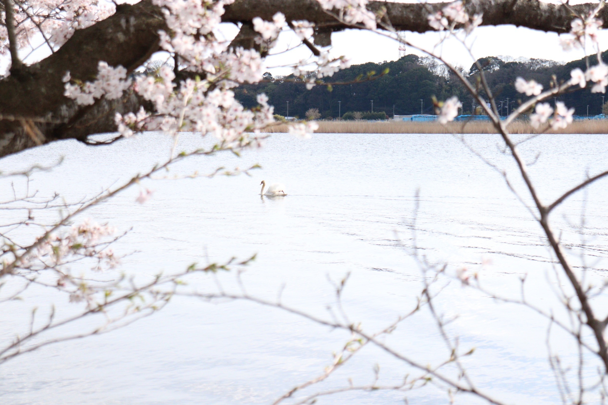 白鳥と桜