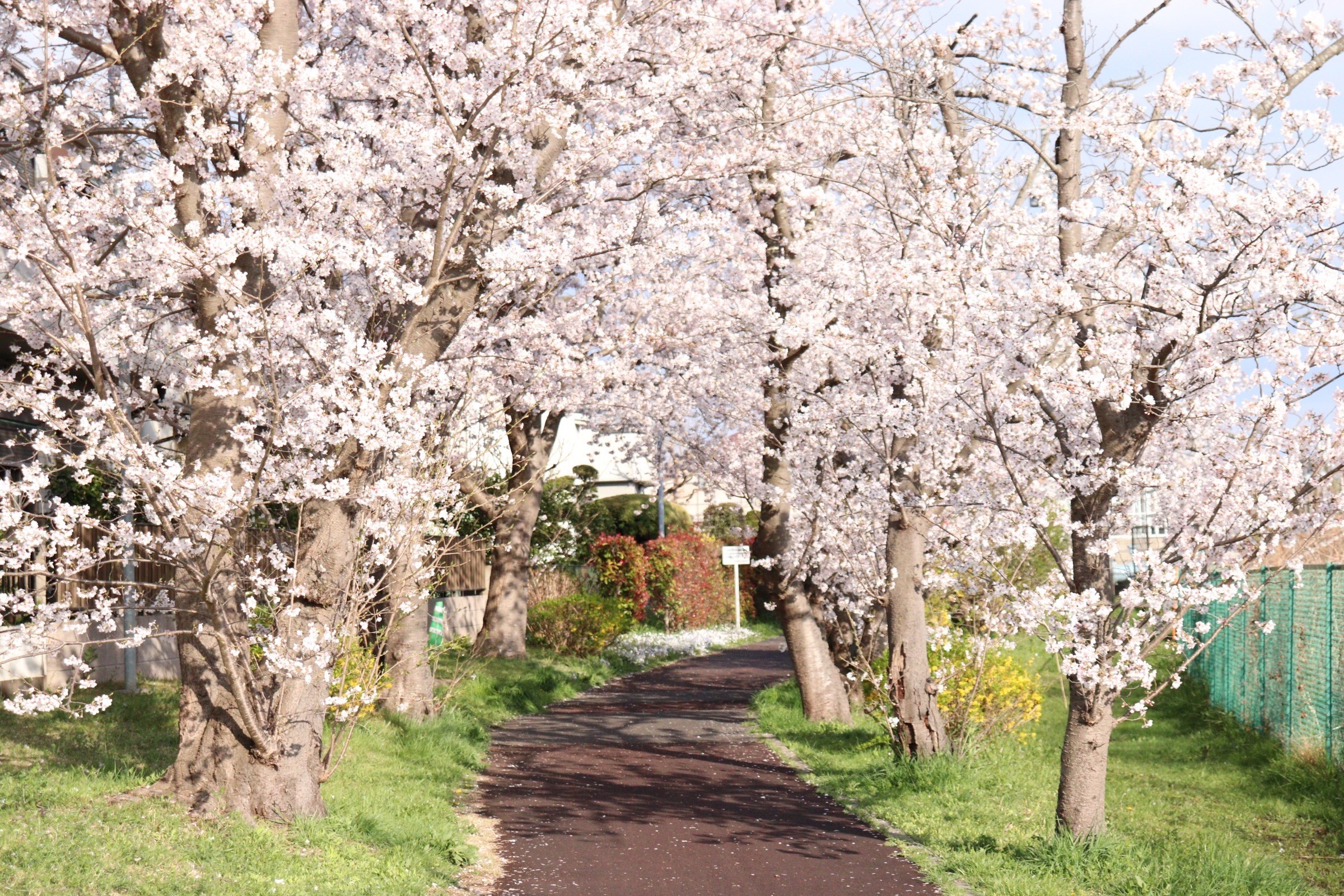 桜のトンネル