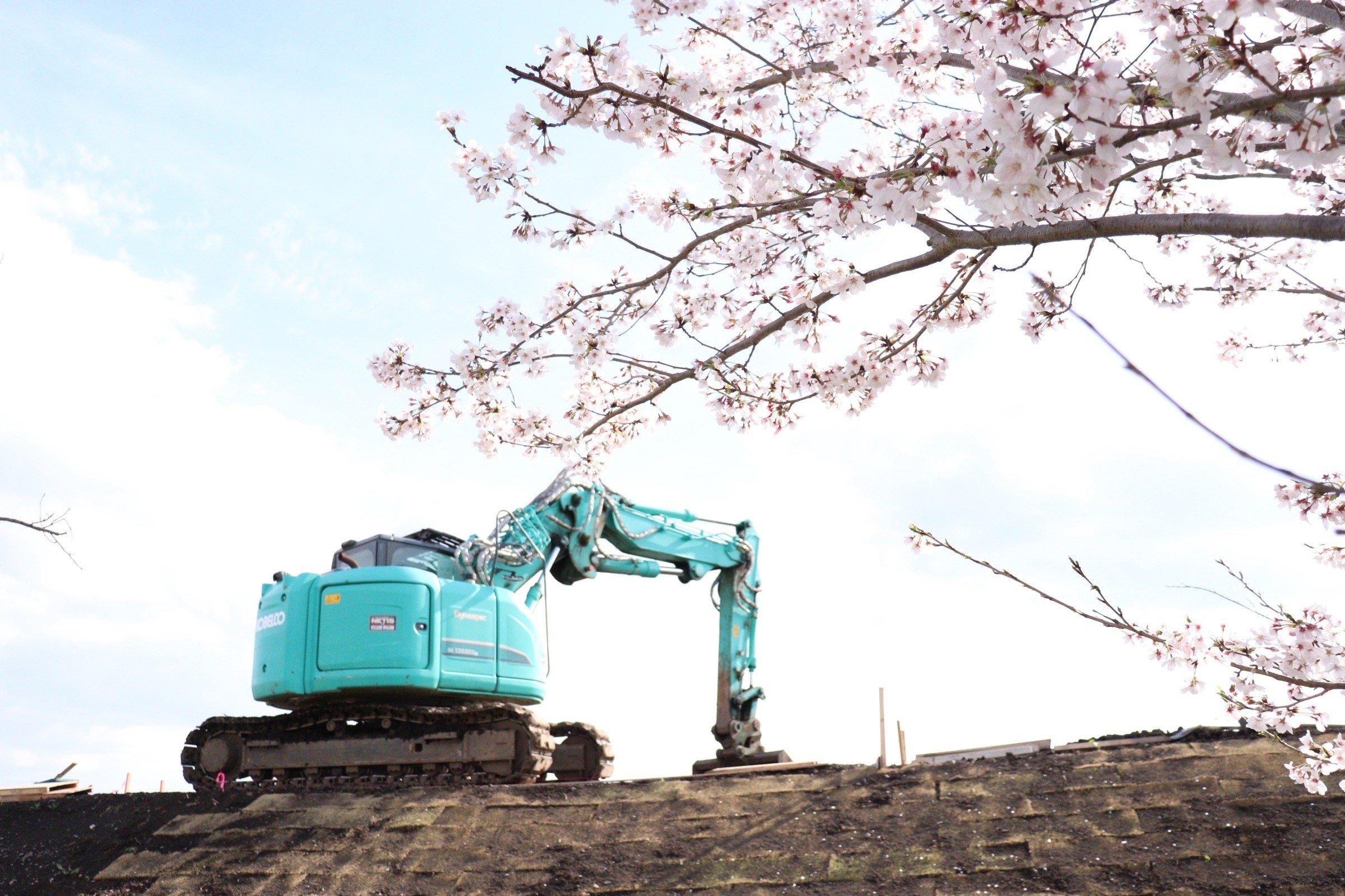 ショベルカーと桜