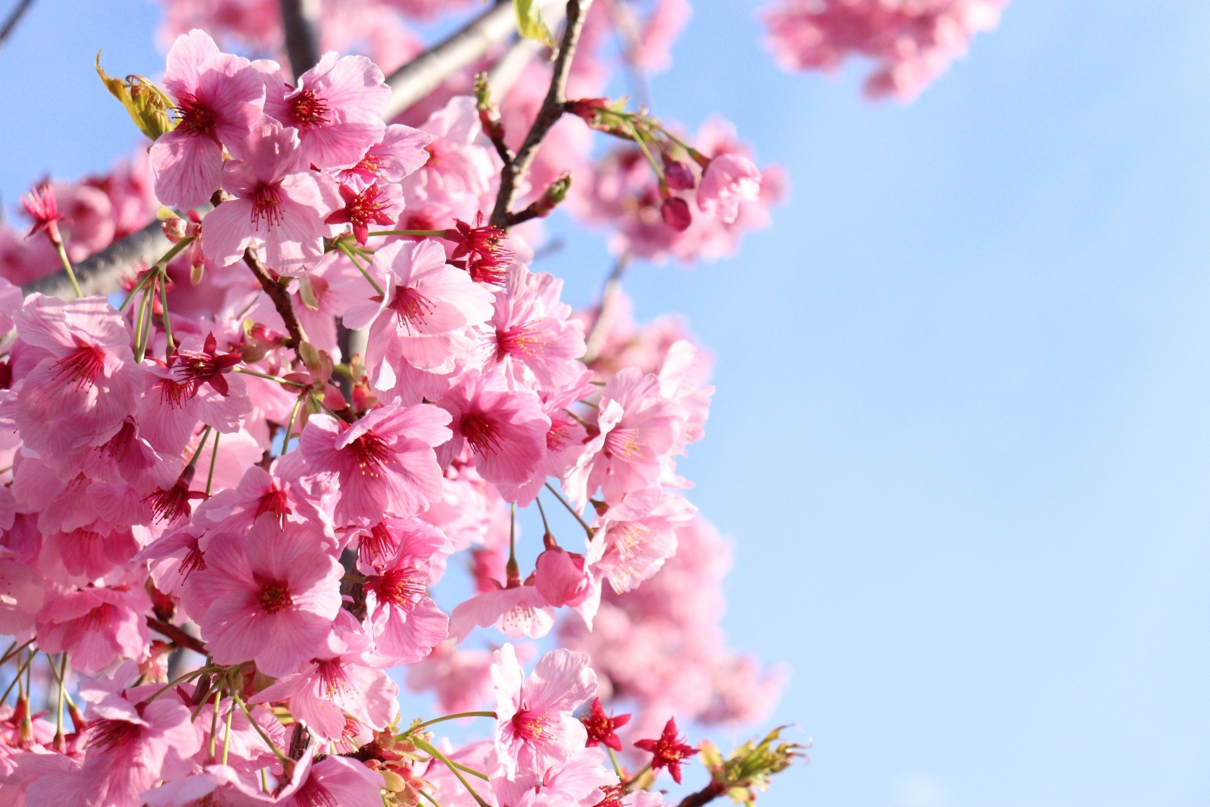 河津桜