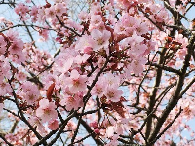 f:id:chimakiyama:20180505001104j:plain