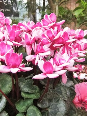 f:id:chimakiyama:20190419172337j:plain
