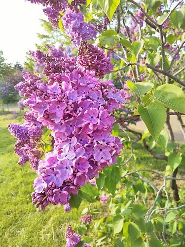f:id:chimakiyama:20200608121908j:plain
