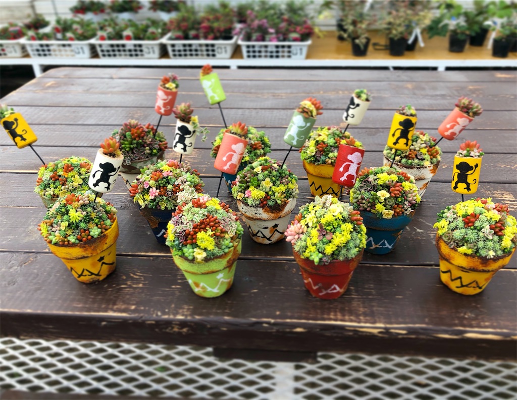 最近のワークショップのこと - Chima Labo ー多肉な日々ー