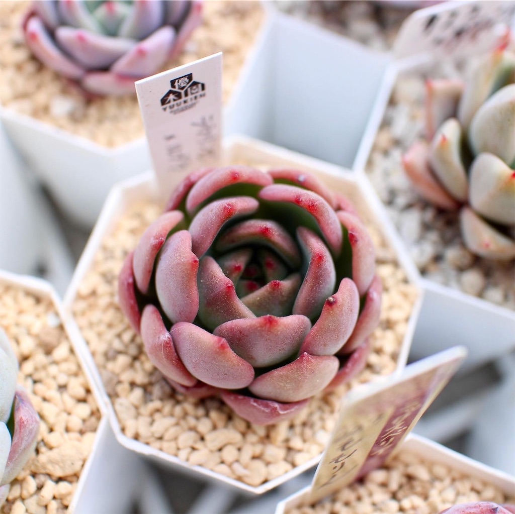 見比べ画像　多肉植物 マニアが解説】多肉植物の寄せ植えの作り方｜必要なもの、やり方、管理